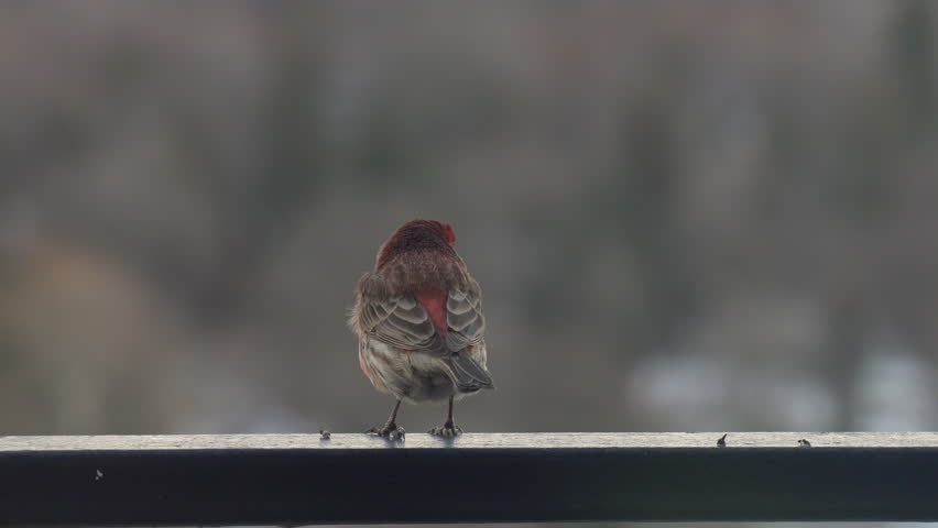 House finch, a pretty male song bird, was showing its whole body with red feathers in 360 degrees while singing before flying away on urban balcony in Toronto, Ontario, Canada