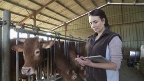 Farmer woman connected with tablet in cowshed