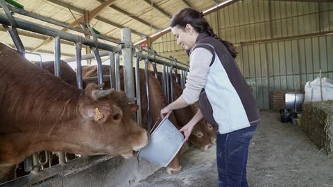 Stock breeder feeding cows in barn