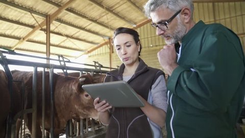 Farmer with veterinary in cow shed connected with digital tablet