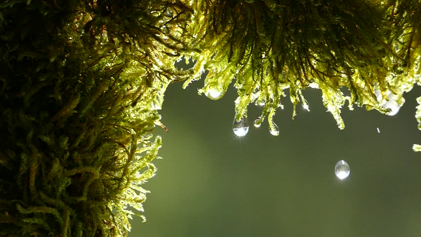 Drops of water flow from the moss in the forest. The rays of the sun glint in droplets on the moss. View from the cave. Green background. Royalty-Free Stock Footage #1010037257