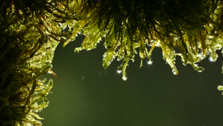 Drops of water flow from the moss in the forest. The rays of the sun glint in droplets on the moss. View from the cave. Green background. Royalty-Free Stock Footage #1010037266