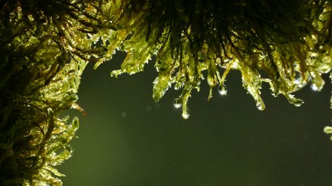 Drops of water flow from the moss in the forest. The rays of the sun glint in droplets on the moss. View from the cave. Green background.
