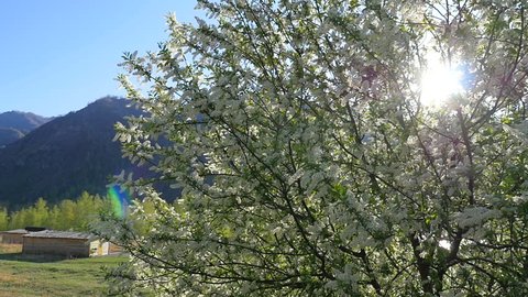 Flowering cherry in the Altai Mountains 
ash, Rowan, ashberry
