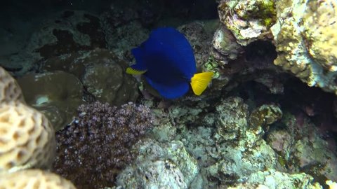 Picture of colorful fishes yellowtail tang fish Zebrasoma xanthurum.