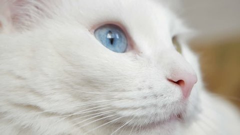 White cat with multicolored eyes macro photography. Turkish Angora looking at camera closeup