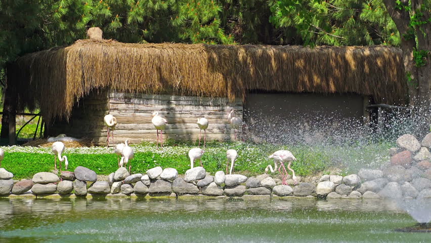 Flamingos in the park and beautiful nature.