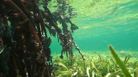 Mangrove roots underwater with a man snorkeling, Caribbean sea, Panama, Central America, 50fps