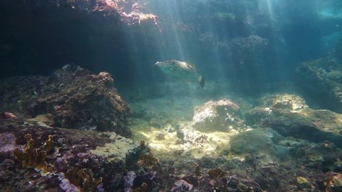 A scrawled filefish underwater on a shallow reef with sunbeams through water surface in the Caribbean sea