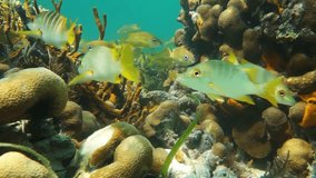 A shoal of tropical fish (mostly French grunt) in a coral reef, underwater scene, Caribbean sea, 50fps