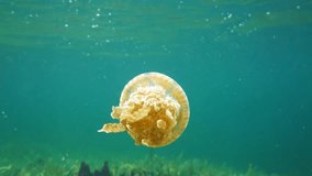 Close up of a jellyfish spotted jelly, Mastigias sp ., in the Caribbean sea, underwater scene, Bocas del Toro, Central America, Panama