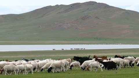 A herd of sheep and goats passes by a lake against the backdrop of a mountain in the Mongolian steppe on a summer day. On the shore of the lake graze horses.