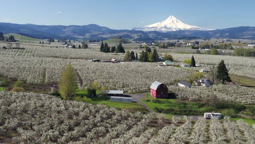 Spring orchards in full blossom snow capped mountain in the background with blue skies. Royalty-Free Stock Footage #1010063846