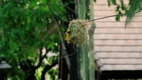 Yellow Bird building nest (Weaver Bird)