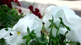White petunia flowers swaying in the wind. 1080p full hd slow motion video.