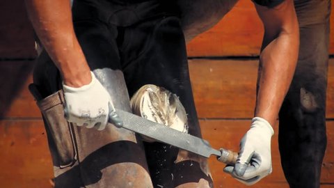 Close up of a farrier using a rasp to flatten and level the the sole of a horse.