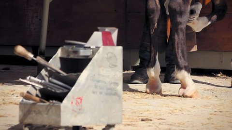 Farrier checking the size of the shoe to its hoof.