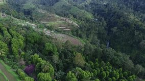 Aerial video above rice terraces
