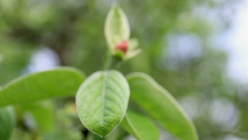 Bud of quince. Cydonia oblonga flowers. Spring tree fruit blossoming. Royalty-Free Stock Footage #1010079173