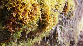 Close-up water dribbling on yellow and green moss with sound of waterfall in spring, Japan, 4K video