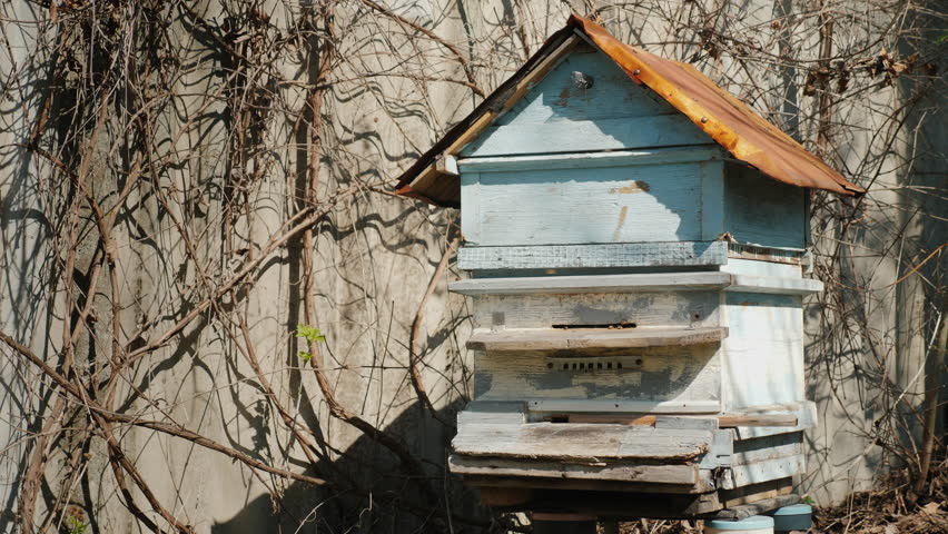 Hive with bees. Bees actively fly - they began to collect honey with the arrival of spring