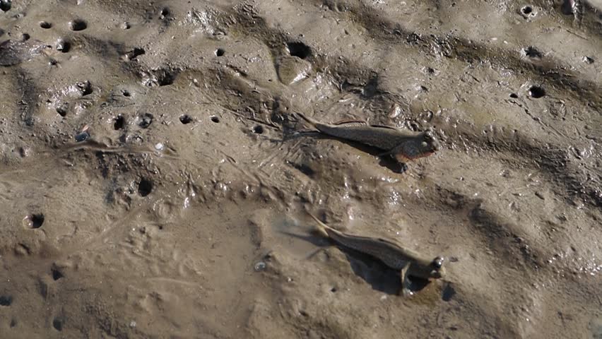 Two fish on the mud