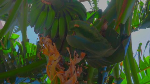 Sunlight shines through the flowering and banana fruit on the tree. From the bottom point, the circular motion of the camera