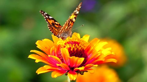 

butterfly in garden,garden,summer,flower and butterfly,flower,butterfly, flower butterfly