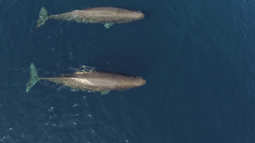 Two sperm whales swimming in calm blue ocean, aerial view Royalty-Free Stock Footage #1010090270