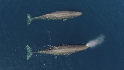 Two sperm whales swimming in calm blue ocean, aerial view