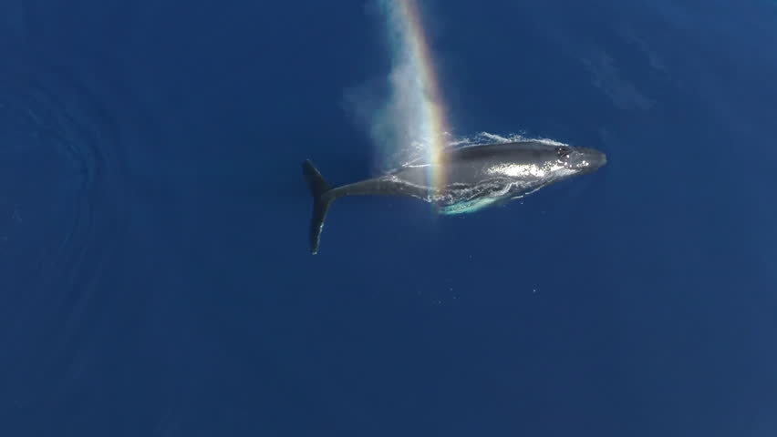 Humpback whale blows and creates a rainbow, then dives down, slow motion aerial view Royalty-Free Stock Footage #1010090279