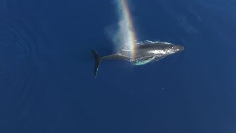 Humpback whale blows and creates a rainbow, then dives down, slow motion aerial view