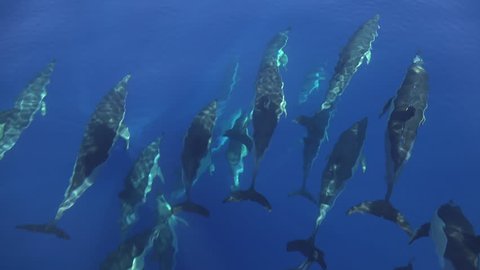 Big pod of dolphins swimming in the wave of a boat, calm blue ocean