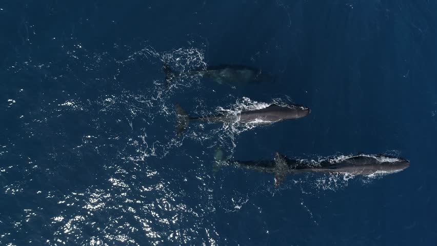 Pod of sperm whales swimming in blue ocean, aerial view Royalty-Free Stock Footage #1010090351