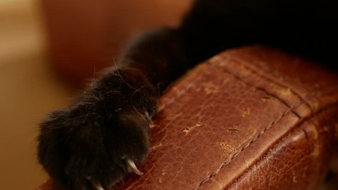 an armchair spoiled by the claws of a cat. scratches from the cat's claws on the upholstery of the chair. 4k, close-up, slow-motion shooting.