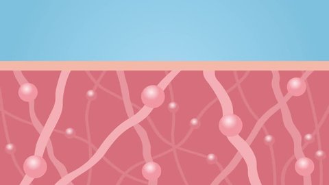 collagen in younger skin and aging graphic animation