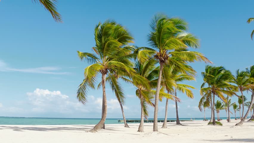 Tropical pristine beach coconut palm trees and turquoise water, white sand. Maldives travel destination. Tropical island vacation idyllic background. Exotic sandy beach, palm trees Caribbean sea . Royalty-Free Stock Footage #1010097179