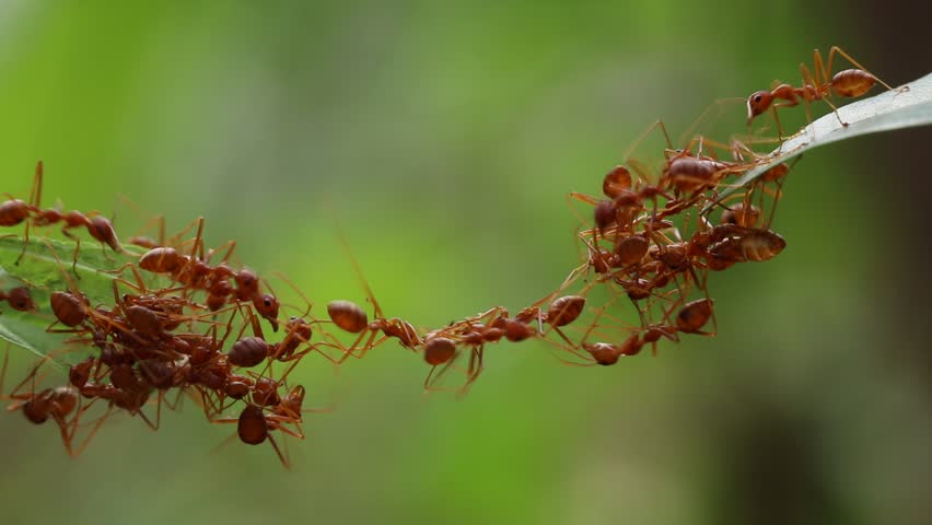 Ant bridge unity team,Concept team work together,Video footage show sacrifice of ant Royalty-Free Stock Footage #1010098301