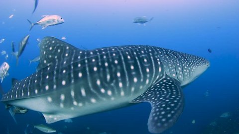 A huge Whale Shark swims very close to a SCUBA diver on a tropical coral reef in Thailand