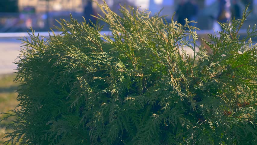 People Walking In Square. Urban Green Space. White Cedar Plant. Maidan Nezalezhnosti Khreshchatyk Street. Kyiv Ukraine. April 2018