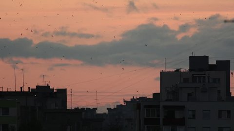 Common Swift flying over City Landscape