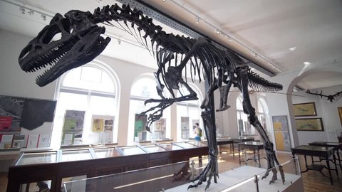 BIRMINGHAM, ENGLAND - APRIL 19TH 2018
Allosaurus skeleton on display at the Lapworth Museum of Geology at the University of Birmingham. Skeleton of a jurassic period carniverous dinosaur.
