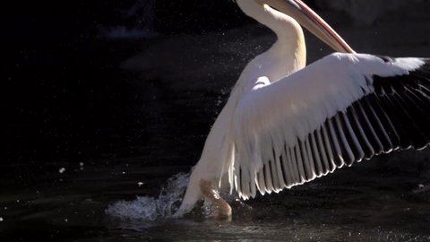 flapping wings Slow Motion white pelicans on the lake, Pelecanus onocrotalus