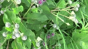 Blooming burdock in the summer field. Arctium. HD video.