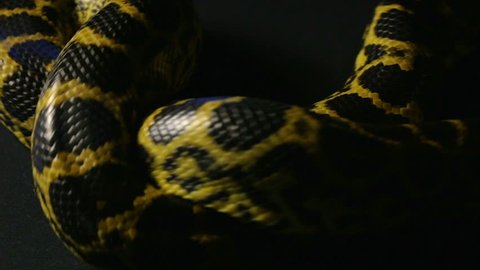 Knot of yellow python
