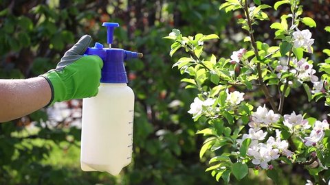 Gardener with gloves spraying a blooming fruit tree against plant diseases and pests. Using spray bottle with pesticide in the garden.