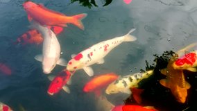 Different Koi breeds which are symbols of good fortune or luck in Japan and also used as an icon in Chinese  Feng shui. 4K  footage 30 seconds