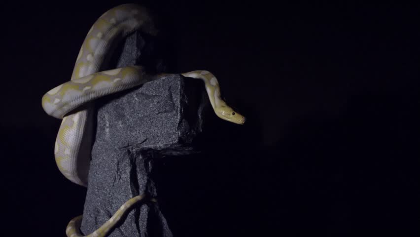 Albino snake wrapped around cross at night