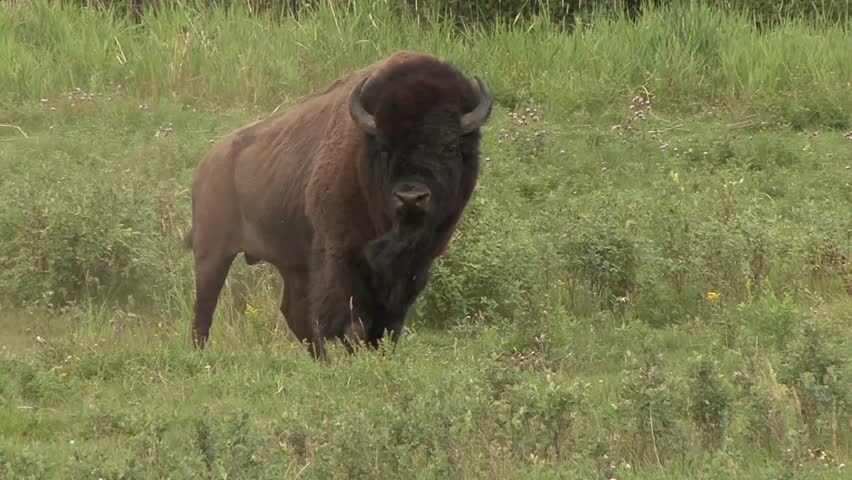 Plains Bison bull look around and lay down rolling around on the ground having a dust bath spraying dust cloud