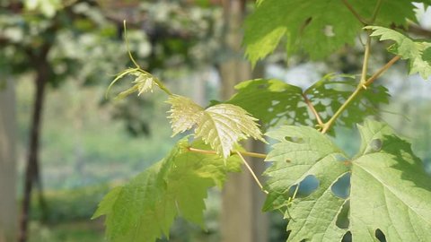 young of green grape leaf ,outdoor concept 
